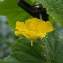 봉황농장 이미지