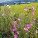 군산공설시장 이미지