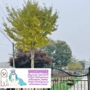 도그피아 애견 훈련 학교 이미지