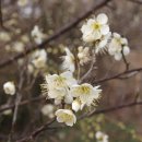 매화목장 이미지