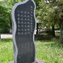 용문상인 | ② 용문산 용문사. 1000년 고목 은행나무- ( 2026.07.11 )