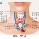 갑상선 갑상선암 갑상선기능항진증 갑상선기능저하증 갑상성 관리법 이미지