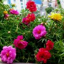 송이송이 이미지