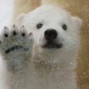 북극곰 이미지
