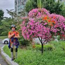 881회 평낮금요걷기 7월 10일] 여름날의 숲길을 찿아서 초안산을 다녀왔습니다. 이미지