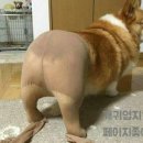 멍순이 이미지
