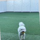 칠성2길 | 애견유치원 선택 어렵다면 군산 댕구르 추천드려요! 만족 후기