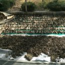 함양토종약초 이미지