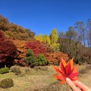 한국외대 글로벌캠퍼스 -명수당&단풍명소, 단풍 실시간 (11/10)