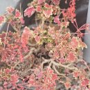 동네밥집 이미지