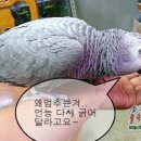 앵두PC 이미지