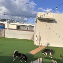 퍼피스쿨 | 광주애견유치원 코이누퍼피스쿨, 우리 강아지의 두 번째 집