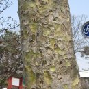 이희광 | [ 서울 ] 2017 종로기행 … 1. 조계사