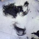 선운미용실 | 선운지구 미용실 허쉬컷전문 레이어드컷전문, 숱 많은 머리 가볍게 정리한 선암동 '리헤어' 후기