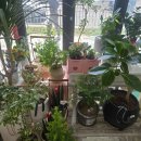 하트니플라워아트 이미지