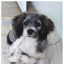 랑이 이미지