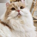 고롱고롱 | 매번 재방문하는 서울 강남역 고양이카페 내돈내산 후기(꾹꾹이와 궁디팡팡): &lt;히히냥냥&gt;