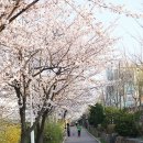 한내근린공원 | 서울근교 꽃구경 광명 가볼만한곳 벚꽃 데이트 한내천 봄꽃축제