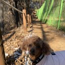 기흥호수공원(뚝방) 이미지