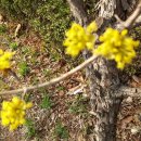 우면산3-10 이미지