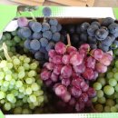 예은 농장 이미지