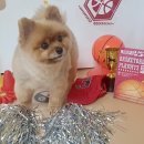 나보다 예쁘개 이미지