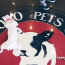 히포코코 이미지