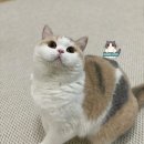 브리티쉬숏헤어 캐터리 네이버블로그