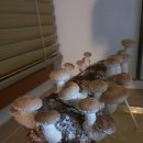 [야간]단전호흡 이미지