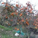 호현1길 이미지