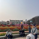 (주)게임스프링 | 2026 에버랜드 튤립축제 기간 주차장 평일 금요일 아이랑 직접 방문 후기