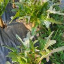 항아리매운탕 이미지