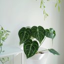 (봄맞이) 홈가드닝 이미지