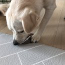 강아지잔칫집