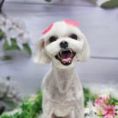 달콩이 이미지