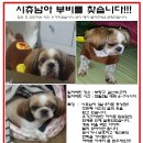 부평 갈산동 시츄 이미지