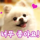 쿨 애견미용 이미지