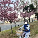 아이랑 같이 타는 3발 전동스쿠터 이디뚜뚜3