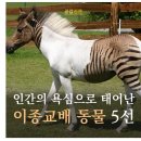 인간의 욕심으로 태어난 이종교배 이미지