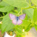 태안나비 이미지