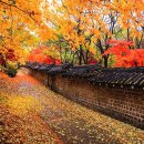경기 광주 곤지암 화담숲[昆池岩和談─] 가을풍경 이미지