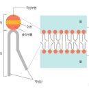 피크만에스피