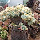 철화농장 이미지