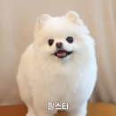 마주봄 애견미용실 | 강남 애견미용실 필스타 | 포메 물개컷하고 회춘한 후기