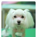 뽀뽀애견샵 네이버블로그