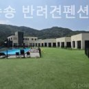 비비&숑숑 반려견펜션 이미지