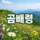 5월 12일(화)천상의 화원, 점봉산 곰배령, 원시림의 꽃 대궐 [100대 명품숲].♡50,000원.조중식(찰밥) 36석리무진운행 이미지