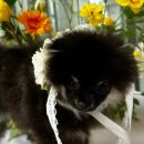 나나비펫 이미지