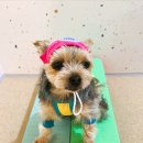 개좋은 유치원 이미지