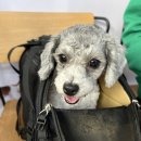 혜민동물병원 이미지